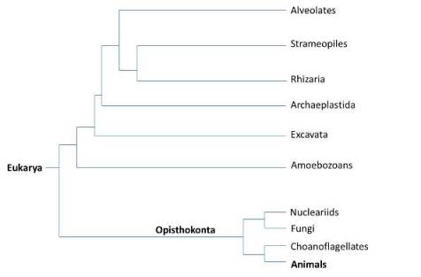 Modified from organismal biology