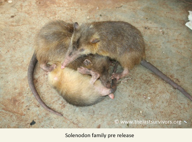 Hispaniolan solenodon family