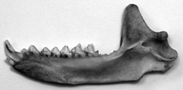 Lower jaw of Hispaniolan solenodon