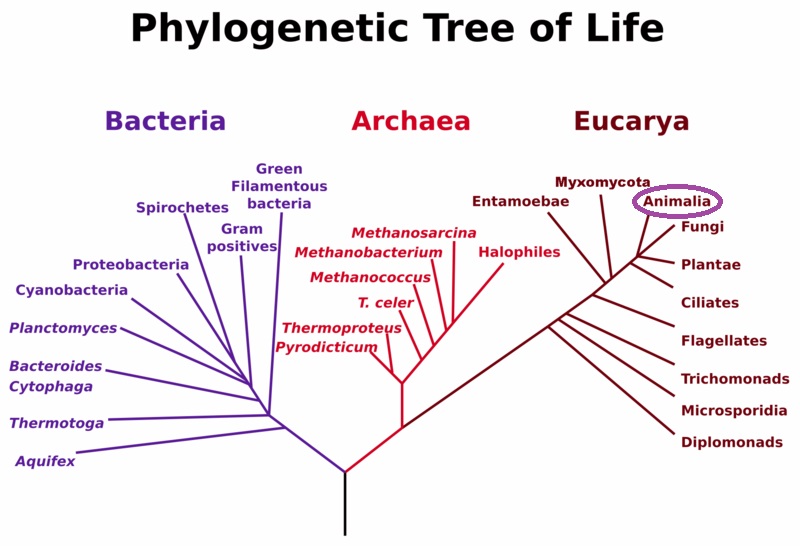 Basic Phylogeny Tree