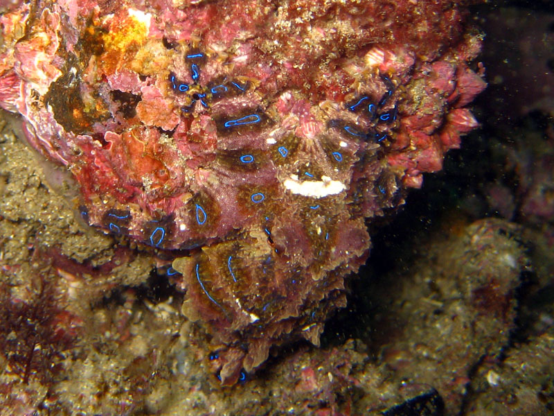 Greater blue-ringed octopus incognito 