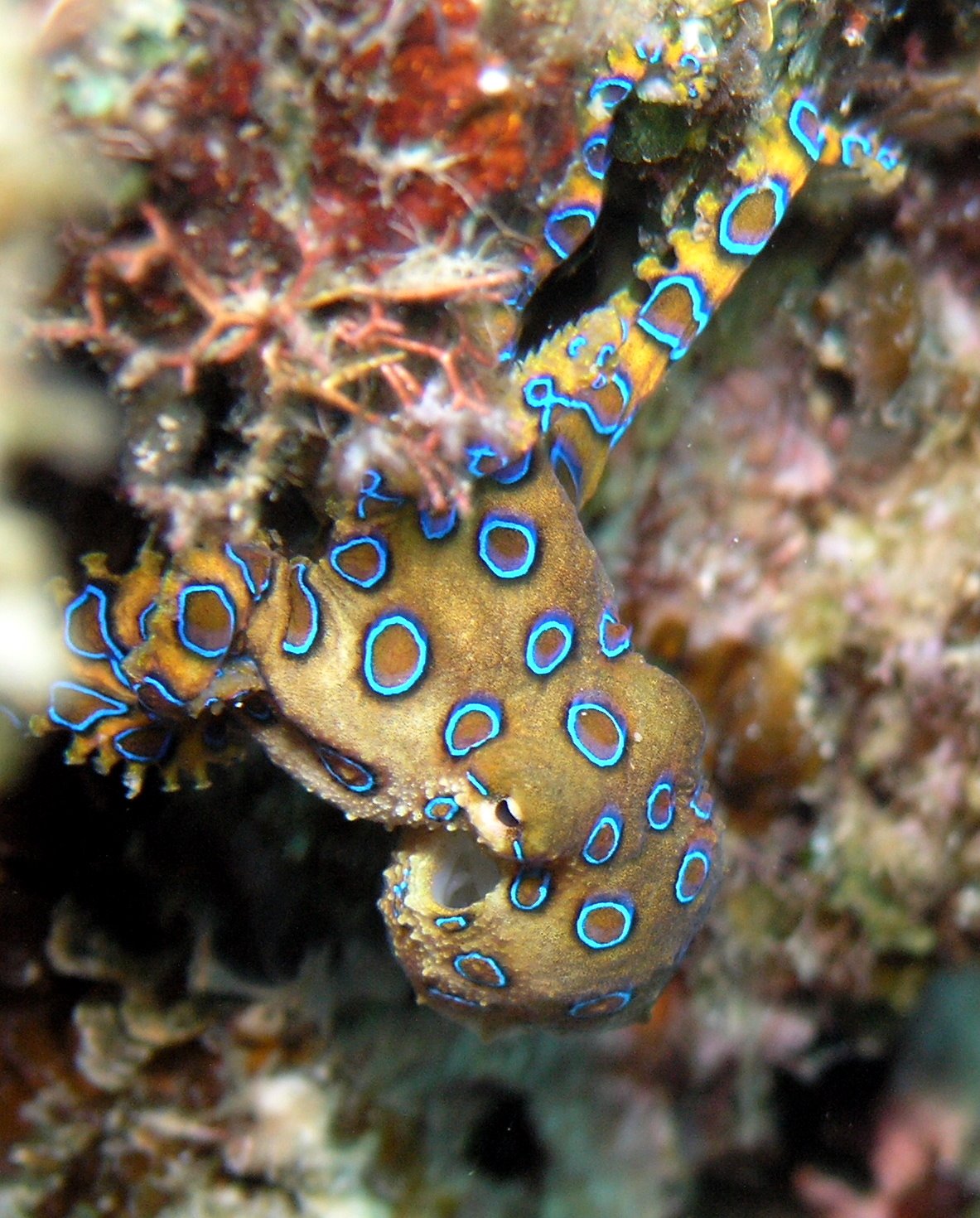 Close-up of the greater blue-ringed octopus.  Photo used via Wikimedia Commons, free of copyright.
