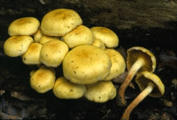 Hypholoma fasciculare bunches