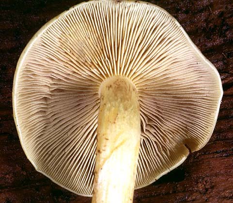Hypholoma fasciculare gills upclose
