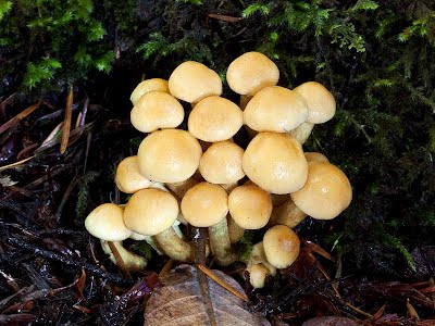 Golden caps of bunches of sufur tuft