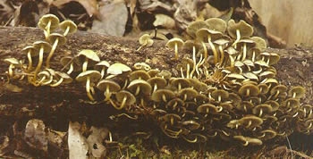 Bunches growing on a log