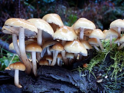 Hypholoma fasciculare bunch on a log