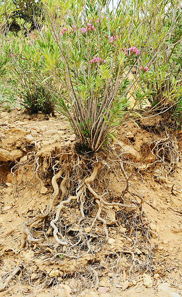 Oleander with roots thanks to Cayambe