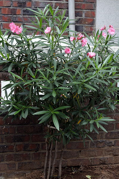 Oleander growing next to a brick wall thanks to Dalgial