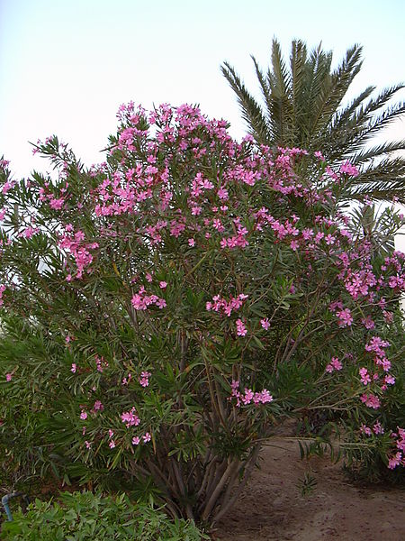 Oleander bush thanks to Tim Bartel