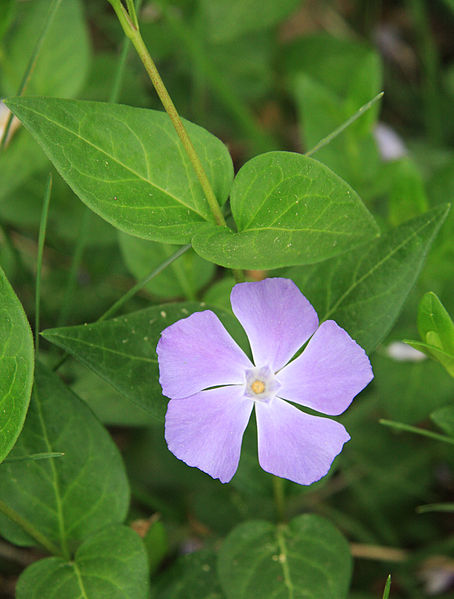 Periwinkle flower thanks to Dcrjsr