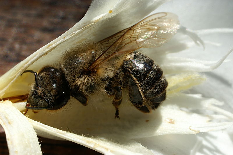Photo of a bee polinating a flower on Oleander thanks to Bhringer Friedrich