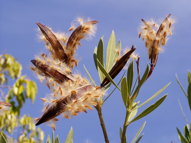 Oleander seeds thanks to Jlio Reis