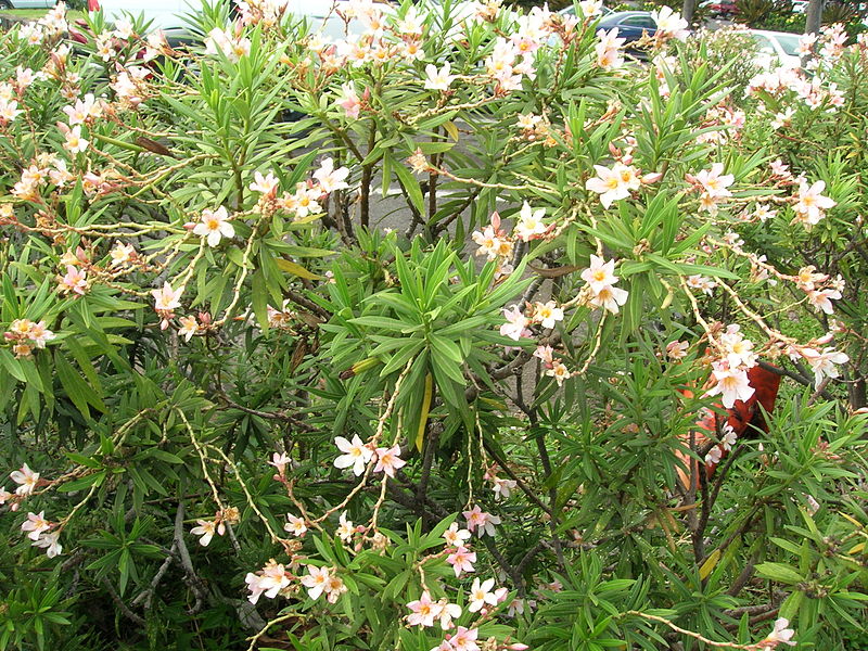 Oleander growing in parking lot thanks to Forest and Kim Starr