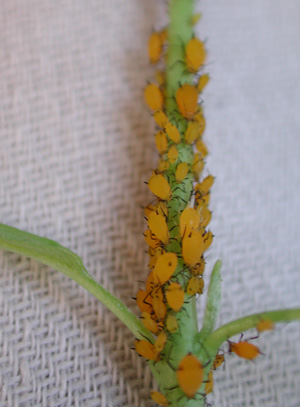Oleander Aphids chowing down thanks to Michael J. Plagens