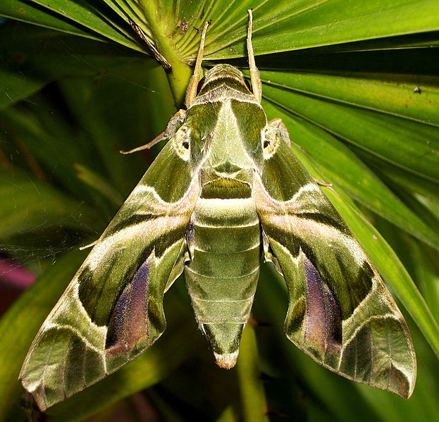 Oleander Hawk Moth thanks to Shantanu Kuveskar