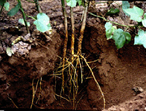 Roots in Ground thanks to Agricultural Research Service