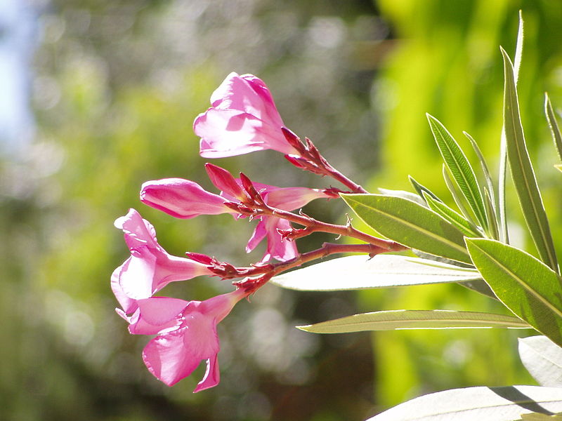 Oleander flowers thanks to Jlio Reis