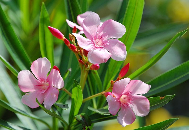 Oleander flowers thanks to Challiyan