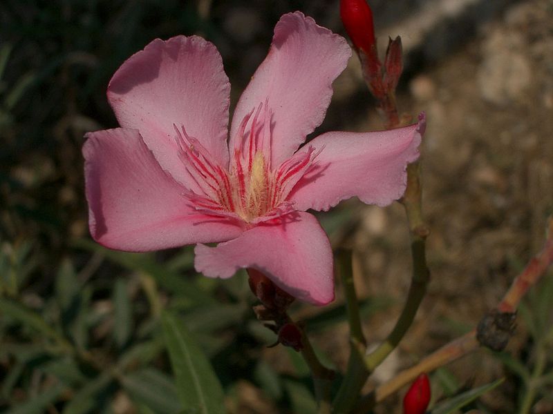 Oleander flower thanks to Philipp Weigell