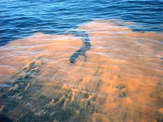 Picture of Red Tide thanks to Mattisse