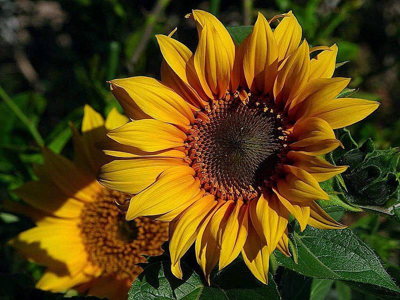 Sunflowers thanks to Jon Sullivan