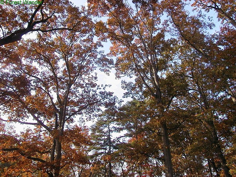 Oak Trees thanks to ForestWander