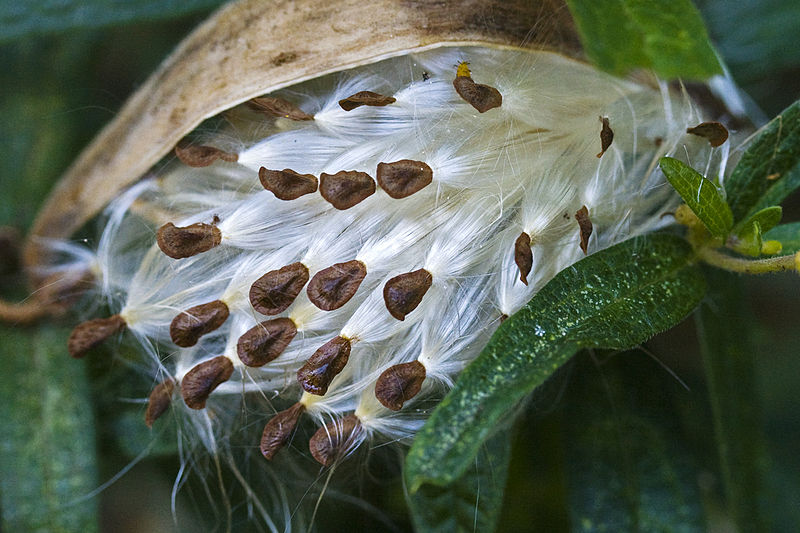 Milkweed Follicle releasing its seeds thanks to woodleywonderworks