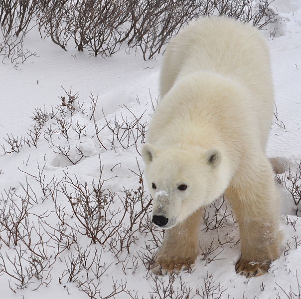 A Polar Bear thanks to Teresa