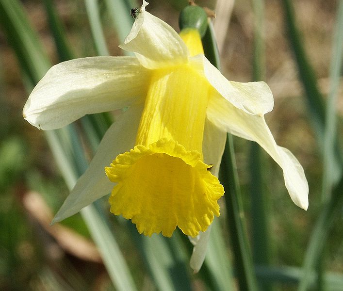 Daffodil flower thanks to BerndH