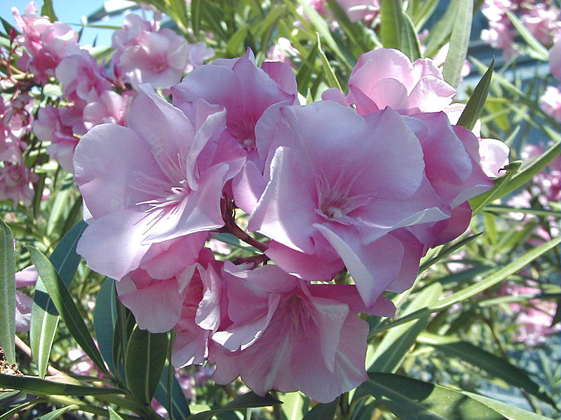 Oleander flower thanks to A. Barra
