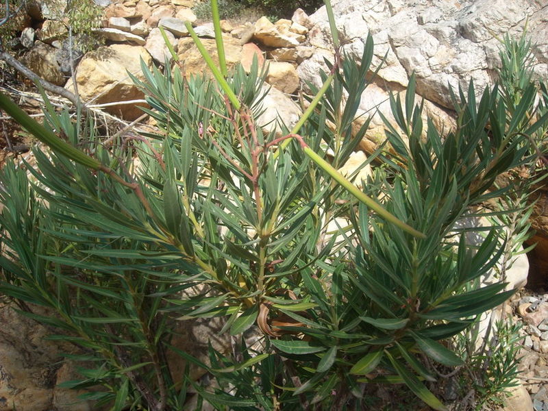 Oleander growing on rocks thanks to Tagzen