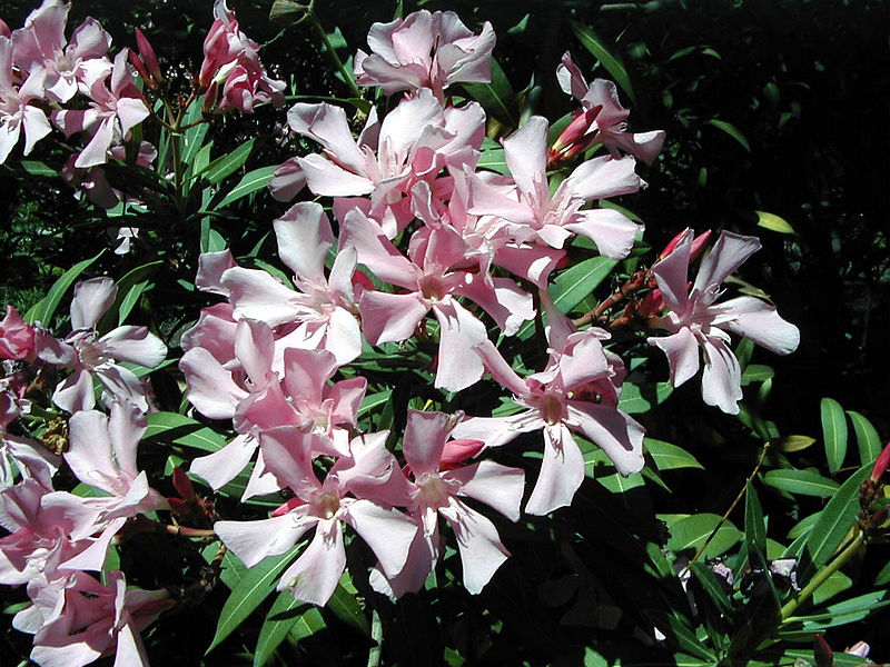 Oleander with pink flowers thanks to A. Barra