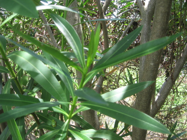 Oleander leaves thanks to Green