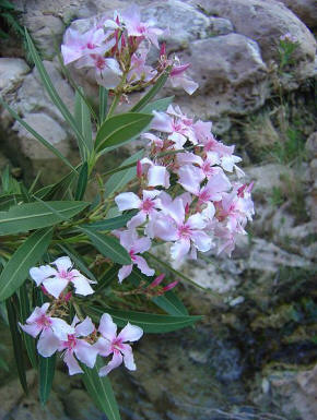 Oleander growing out of a rock thanks to Rdiger Meier
