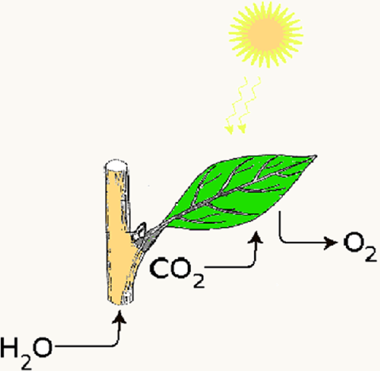 Photo of a plant leaf with the reactants in photosynthesis thanks to Stepa