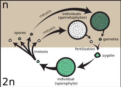 Gametic meiosis thanks to Menchi