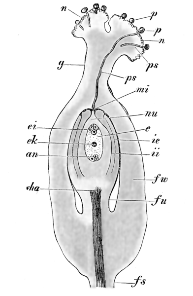 Pollen tube going down to ovary thanks to E. Strasburger United States Public Domain