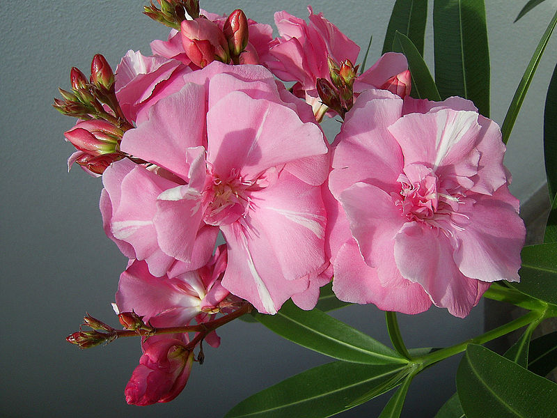 Oleander flowers thanks to Vasile Coardos