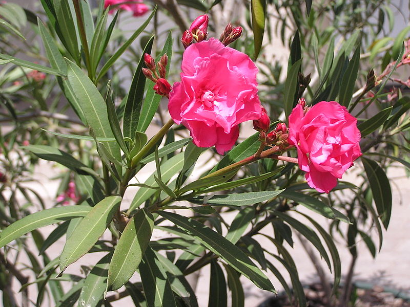 Oleander with flowers thanks to Andrew Butko