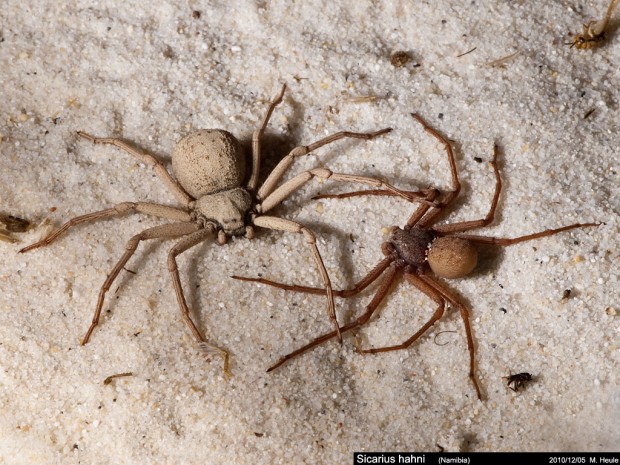 Two Sicarius hahni spiders Photo Credit: Sergey Tugarinov