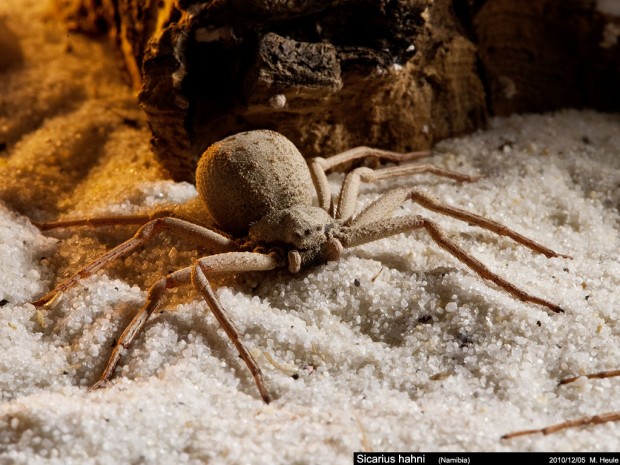 Sicarius hahni spider Photo Credit: Sergey Tugarinov