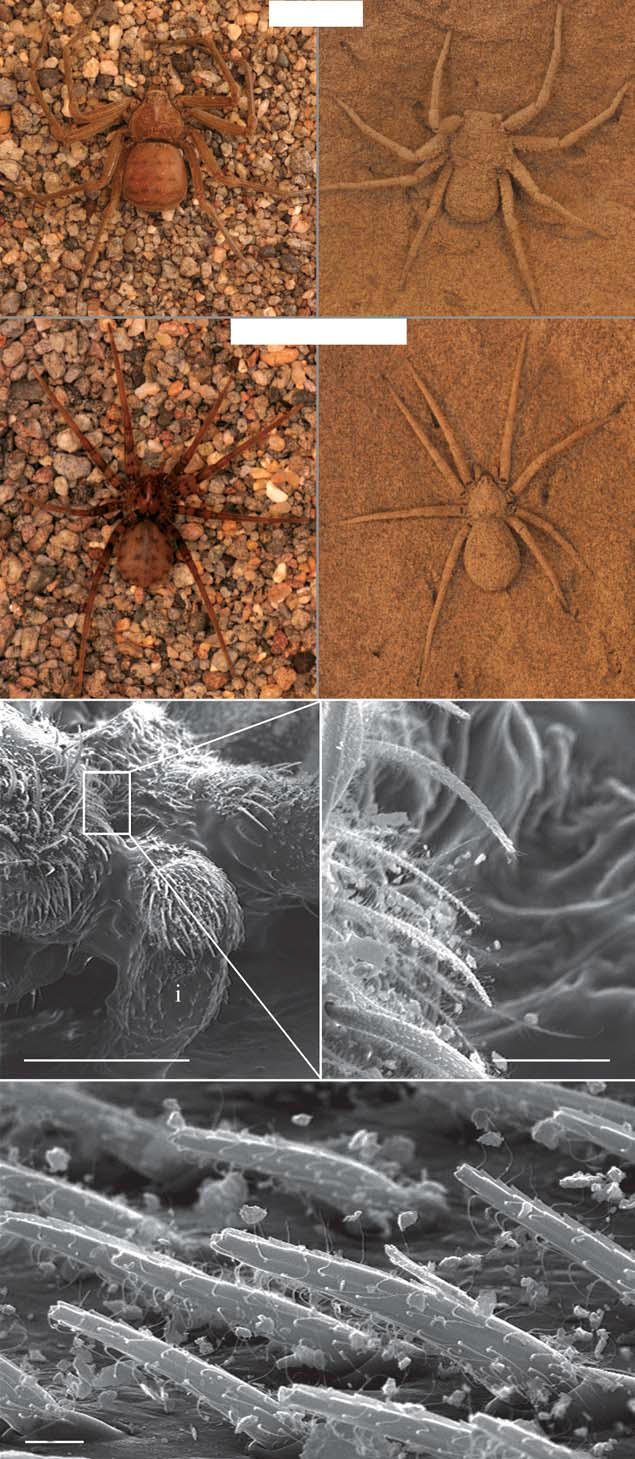 R. P. Duncan et al. Sand adhesion in spiders