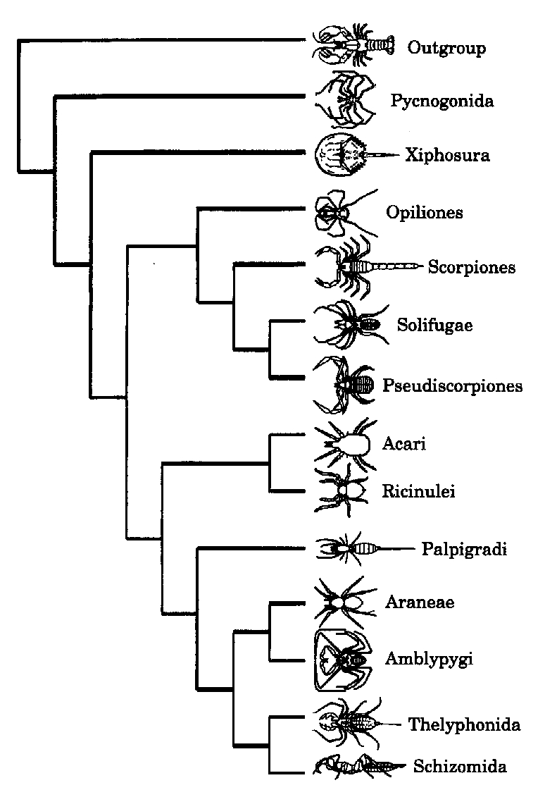 Phylogenetic tree of classes Arachnida and Arthropoda Photo Credit: Dessie Underwood