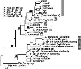 G.J. Binford et al. / Molecular Phylogenetics and Evolution 49 (2008) 538–553