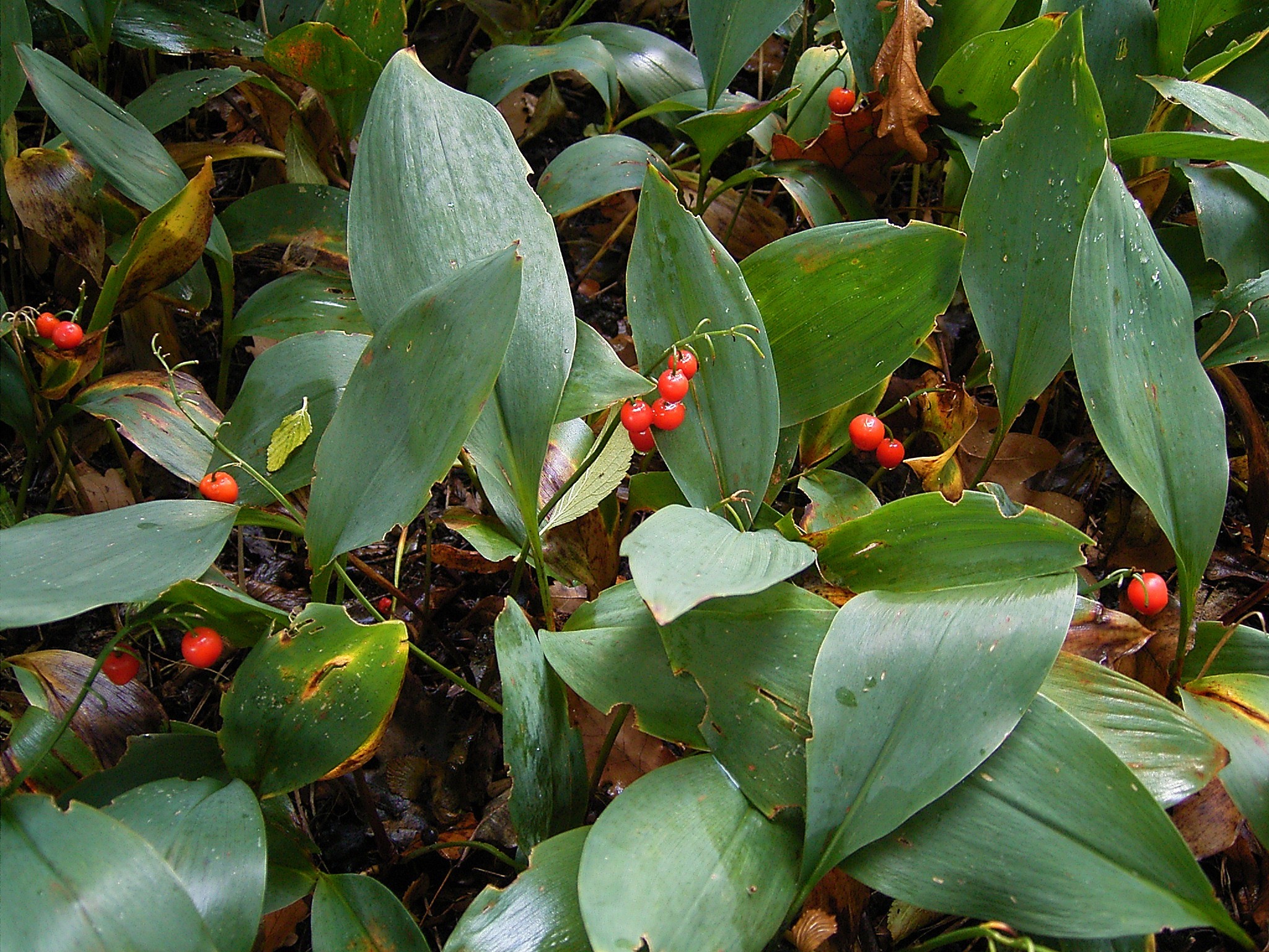 Berries of Convallaria majalis. Frank Vincetz, Wikimedia Commons, 2007.