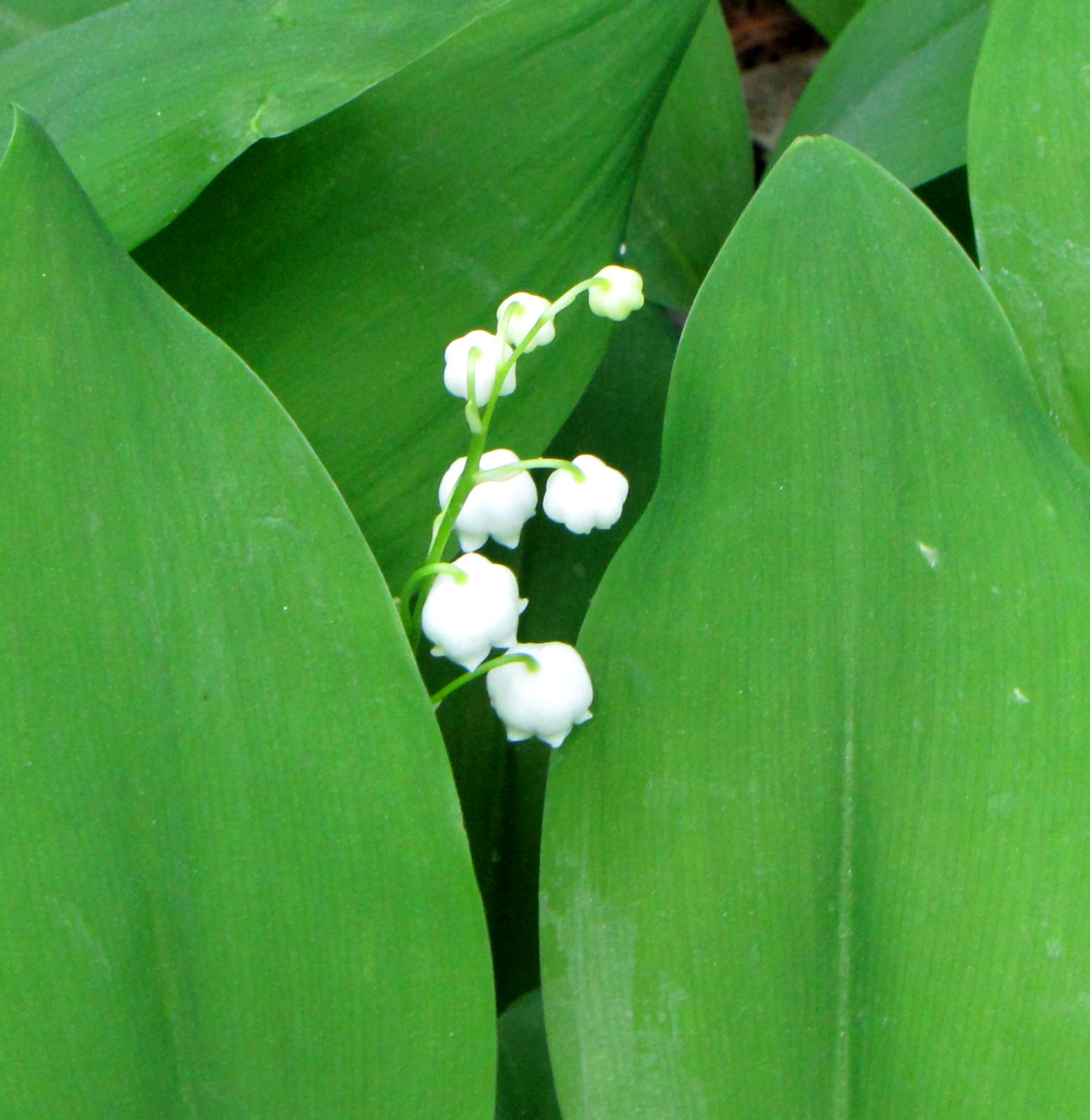 Close-up of the white flowers of Lily of the Valley. D. Gordon E. Roberson, Wikimedia Commons, 2010.