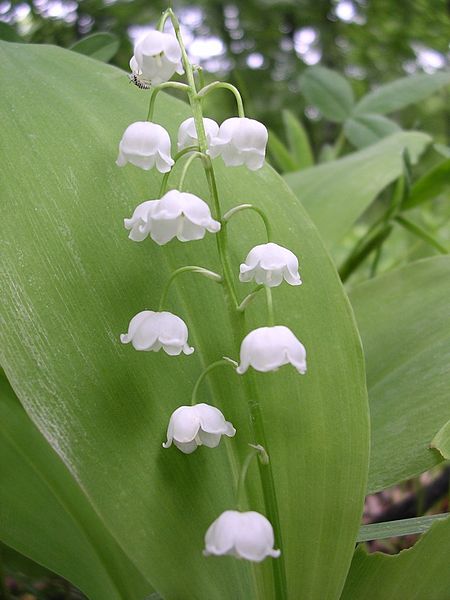 The flowers of Convallaria majalis. Olegivvit, Wikimedia Commons.