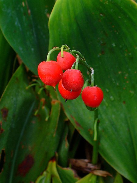 The highly poisonous berries of Lily of the Valley. H. Zell, Wikimedia Commons, 2009.