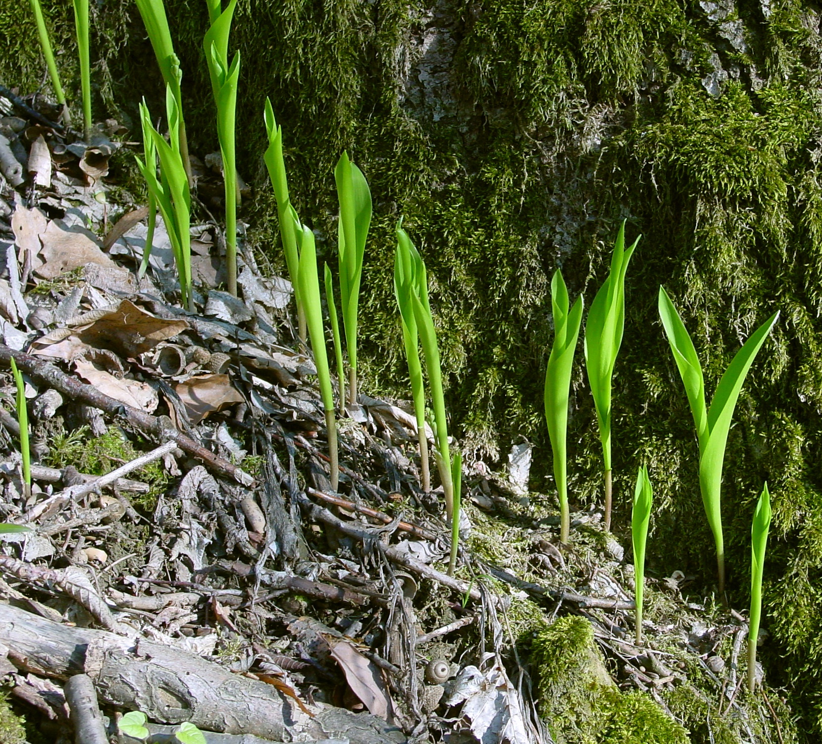 Young and growing Lily of the Valley. Leo Michaels, Wikimedia Commons, 2004.